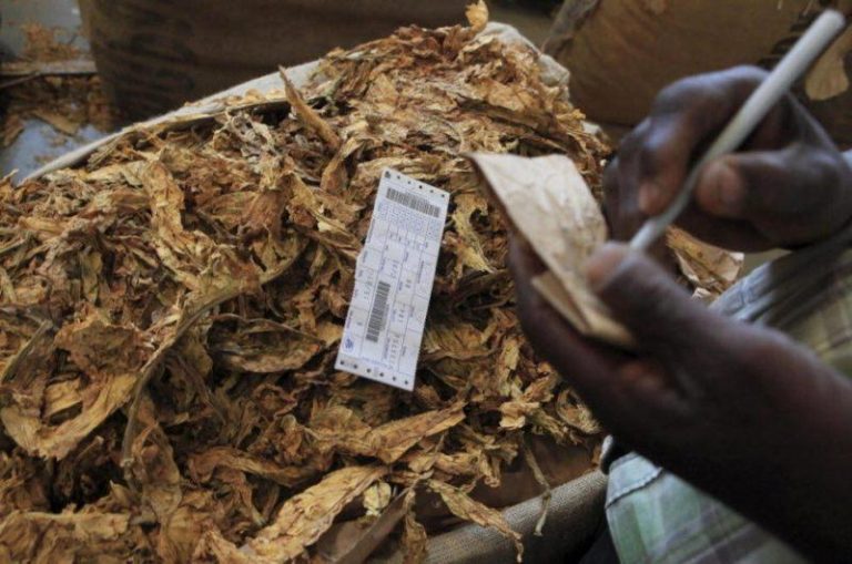 Tobacco Marketing Season Opens At US$4.35 Per Kilogramme