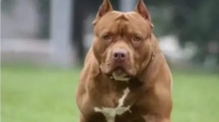 Pitbull Dog Kills Girl (9) In Harare