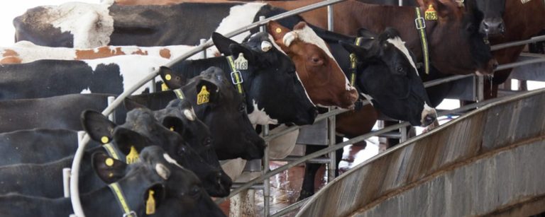Zimbabwe’s Raw Milk Production Increase