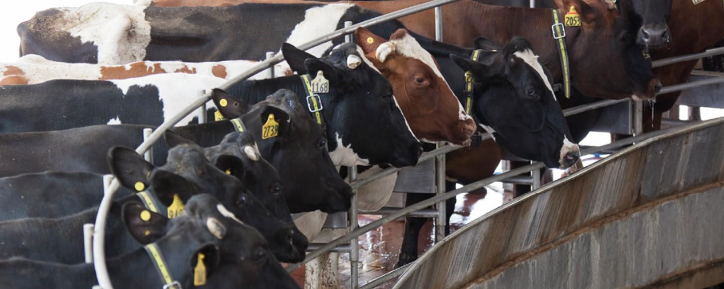Zimbabwe’s Raw Milk Production Increase Zimbabwe’s Raw Milk Production Increase