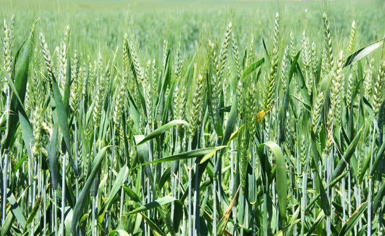 ZESA To Prioritise Winter Wheat Farmers
