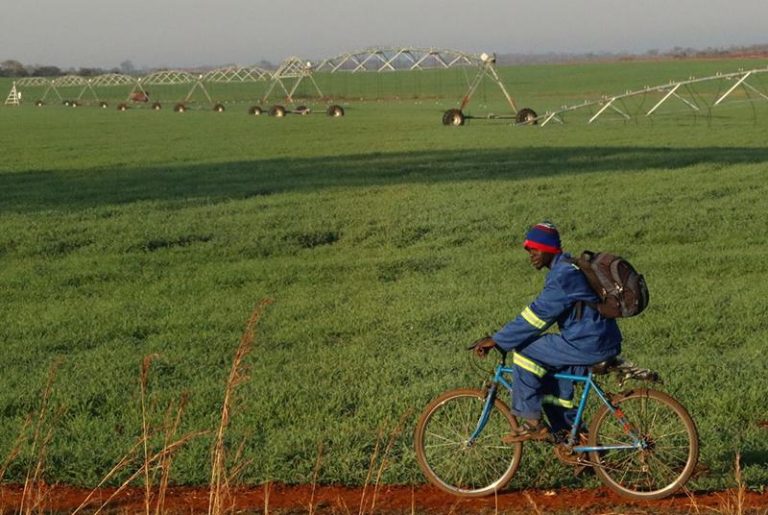 More than 75% of wheat crop to be funded by banks as Govt opens grain trade to private sector