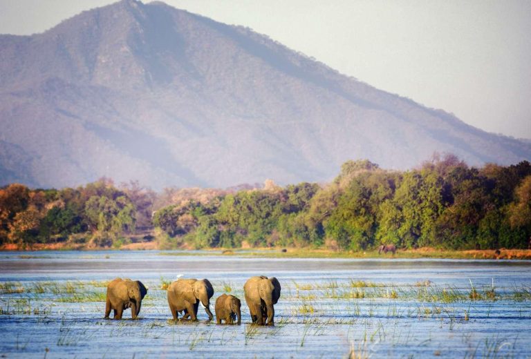 Safari camp operators in Zimbabwe challenge oil drilling at world heritage site