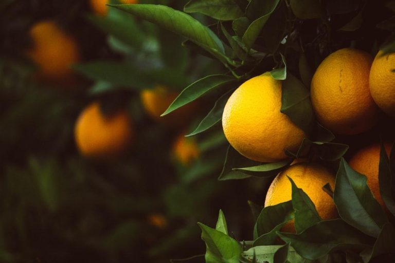 Zimbabwe can now export fresh citrus to China