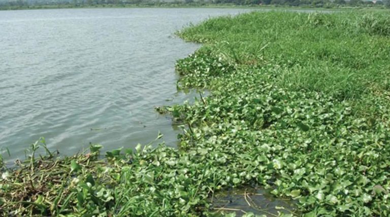 Lake Kariba pollution riles stakeholders