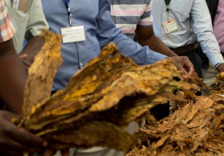 Tobacco sales hit US$793,2 million, up 54% compared to 2022
