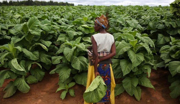 Smart climate changes in Zimbabwe reaps bountiful harvest