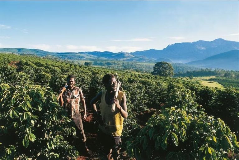 Reviving Zimbabwe’s coffee industry