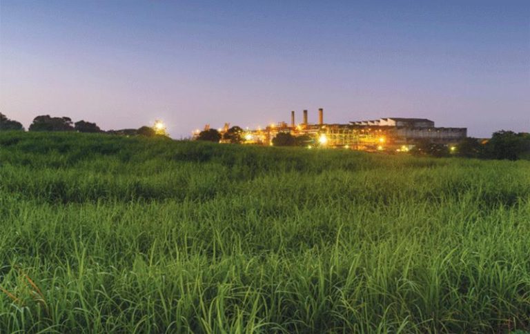 IH Securities predicts 6% Hippo Valley revenue drop