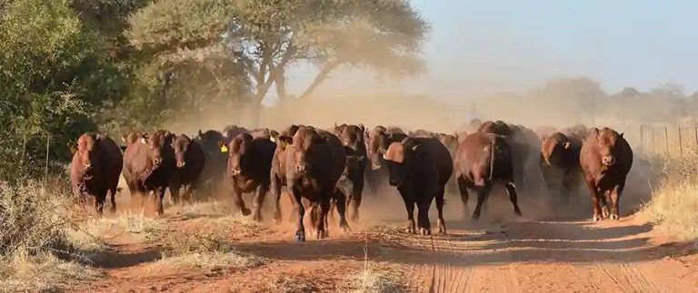 Dexter Nduna Donates 65 Cattle To Mnangagwa During A Pre-Election Rally