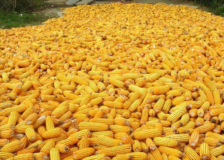 Zimbabwe plans first corn exports in 22 years after surplus Zimbabwe plans first corn exports in 22 years after surplus