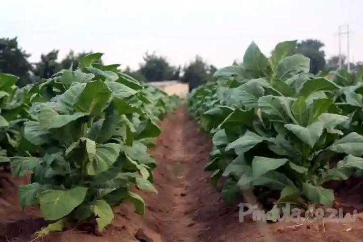 Zimbabwe Allows Local Funding For Tobacco Production Instead Of Relying On Offshore Sources Zimbabwe Allows Local Funding For Tobacco Production Instead Of Relying On Offshore Sources