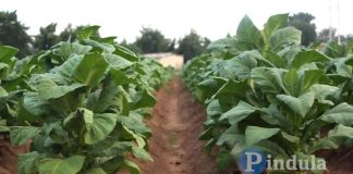 japan tobacco Japan Tobacco: Poised To Outperform Japanese Equities (OTCMKTS:JAPAY)