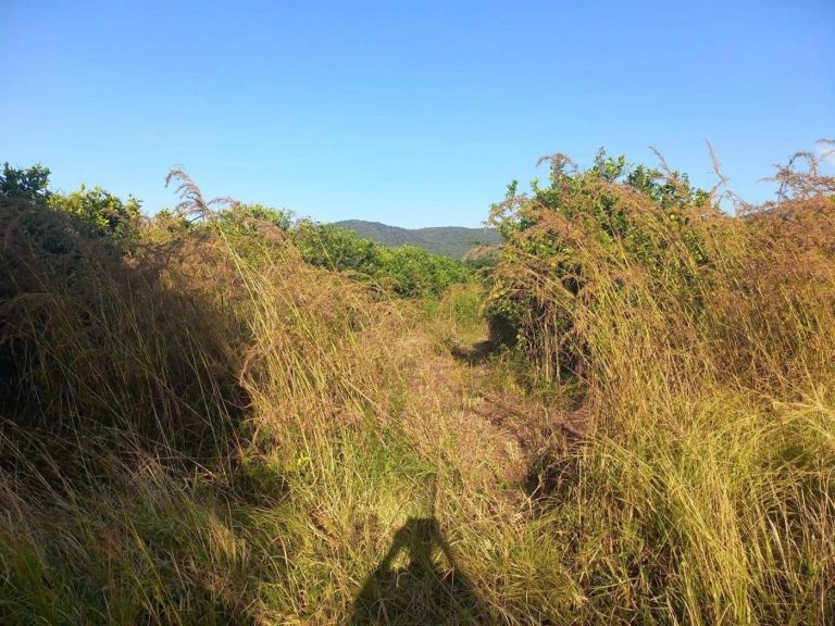 Fire Destroys Citrus Trees At Kasukuwere's Farm In Mazowe