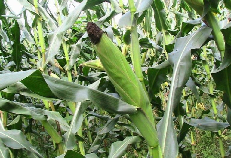 Zimbabwe suspends import tax on fertilizer as El Nino looms