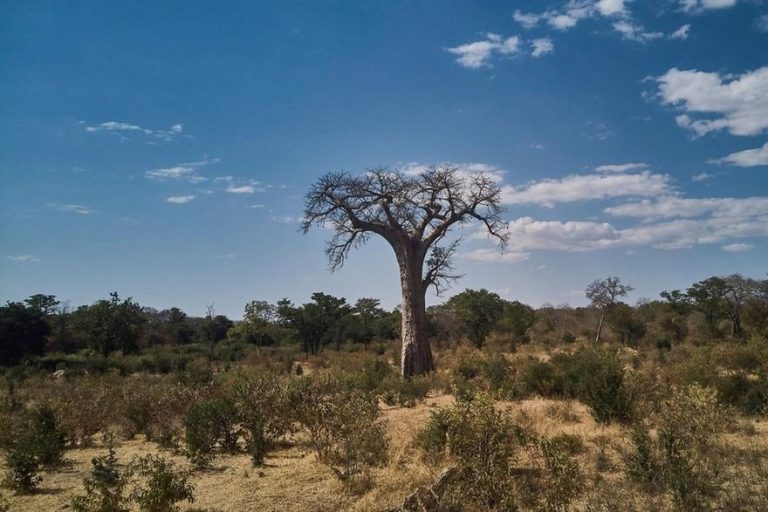 Swiss carbon offset giant pulls plug on Zimbabwe project amid allegations