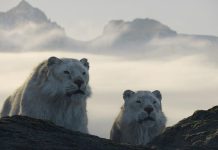 Earth’s ‘milestones in the history of life’: Morgan Freeman on Netflix’s Life on Our Planet Earth's 'milestones in the history of life': Morgan Freeman on Netflix's Life on Our Planet