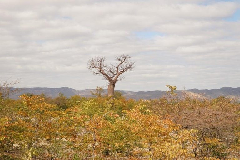 Zimbabwe’s Kariba carbon credit project in corruption storm