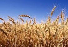 Zimbabwe Sets New Wheat Record; Farmers Produced 100 000 Tonnes More Than National Demand Zimbabwe Sets New Wheat Record; Farmers Produced 100 000 Tonnes More Than National Demand