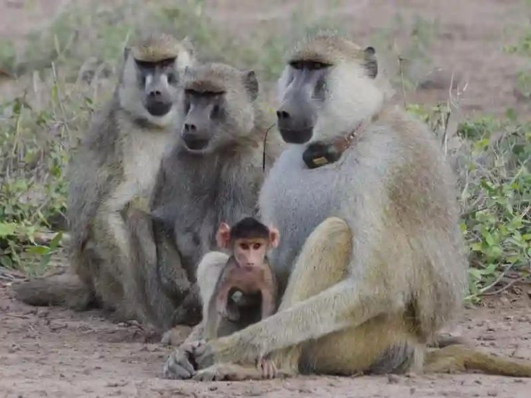 Baboon Mauls 18-month-old Baby In Gwanda