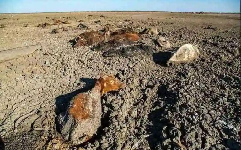 Cattle Dying In Muddy Pools In Matabeleland South