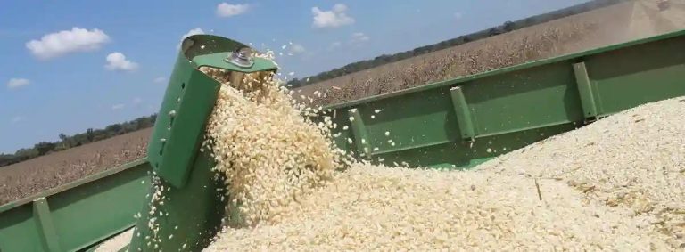 GMB Grain Stock Enough To Last 10 Months - Govt