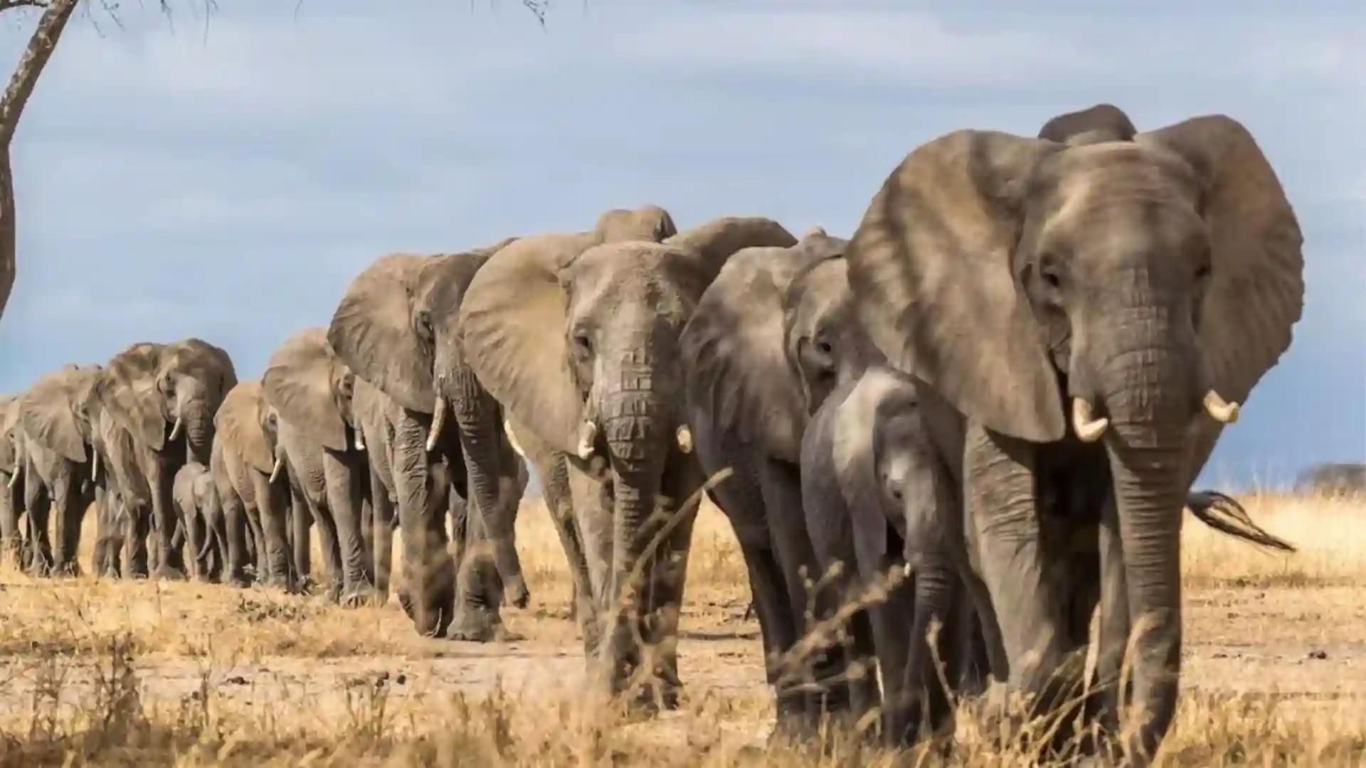 100 Elephants Succumb To El Nino-induced Drought - zimbabwe