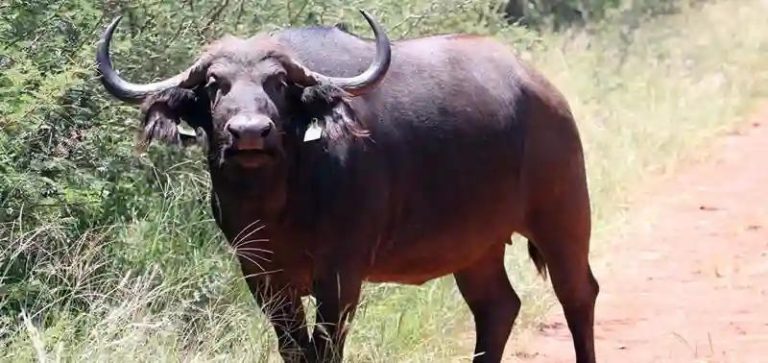 Renowned Beitbridge Conservationist Killed By Wounded Buffalo