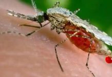 1 841 Malaria Cases, 7 Deaths Recorded In One Week 1 841 Malaria Cases, 7 Deaths Recorded In One Week