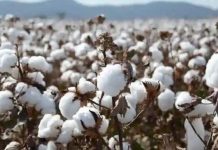 COTTCO Says It Paid Out US$21 Million To Cotton Farmers COTTCO Says It Paid Out US$21 Million To Cotton Farmers