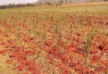 United Nations Seeks US$430 Million For Drought-hit Zimbabwe United Nations Seeks US$430 Million For Drought-hit Zimbabwe