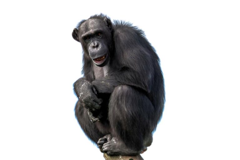 The gorilla chronicles