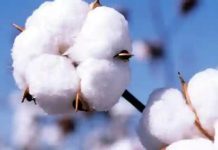 Cotton Marketing Season Set For June Cotton Marketing Season Set For June