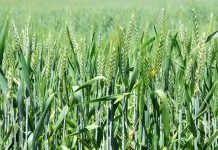 GMB’s Delayed Payments Hamper Wheat Farmers’ Winter Crop Season GMB's Delayed Payments Hamper Wheat Farmers’ Winter Crop Season