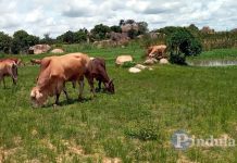 Matabeleland Development Initiative Calls For Clarity On Centralised Cattle Auctions Matabeleland Development Initiative Calls For Clarity On Centralised Cattle Auctions