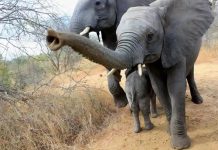 “Kill Them”, Mat’ North Villagers Speak On Culling Elephants "Kill Them", Mat' North Villagers Speak On Culling Elephants