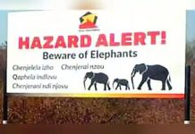 Stray Elephants Impose “Curfew” In Hwange Town Stray Elephants Impose "Curfew" In Hwange Town
