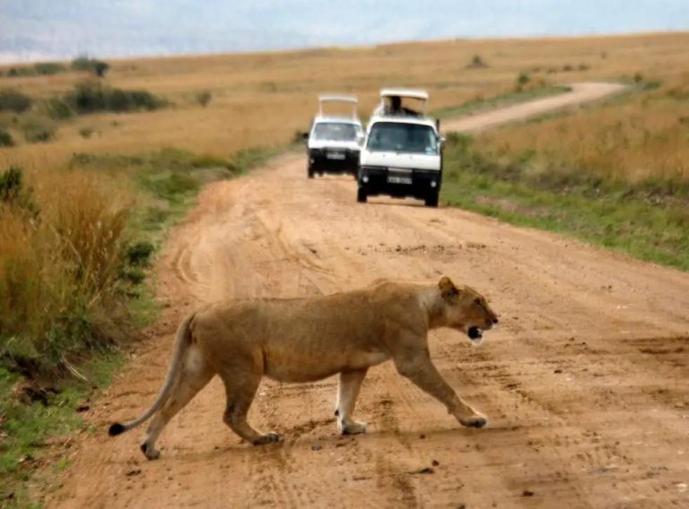 Zimbabwean Woman Survives Lion Attack After Bravely Fighting Off Beast With Bare Hands