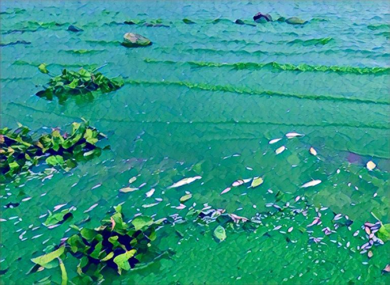 ZimParks Denies Cyanide Poisoning Claims In Lake Chivero Wildlife Deaths