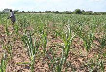 El Niño Drought And Weak December Rainfall Delays Crop Planting In Zimbabwe El Niño Drought And Weak December Rainfall Delays Crop Planting In Zimbabwe