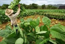 Zimbabwe’s Tobacco Industry On Track For Record Harvest – TIMB Zimbabwe's Tobacco Industry On Track For Record Harvest - TIMB