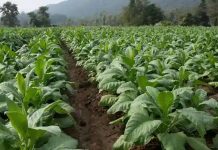 Government Extends Tobacco Seedbed Destruction Deadline Government Extends Tobacco Seedbed Destruction Deadline