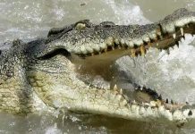 Soldier Missing After Crocodile Attack In Flooded Munyati River Soldier Missing After Crocodile Attack In Flooded Munyati River