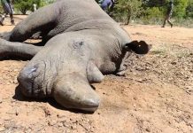 CNRG Blames Mining Chemicals For Lake Chivero And Mid-Zambezi Wildlife Deaths CNRG Blames Mining Chemicals For Lake Chivero And Mid-Zambezi Wildlife Deaths
