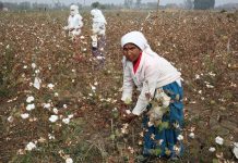 Report alleges major apparel brands bought cotton grown by children in India Report alleges major apparel brands bought cotton grown by children in India