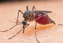 Zimbabwe Health Update: Latest Figures on Malaria, Typhoid, Cholera, and Anthrax Zimbabwe Health Update: Latest Figures on Malaria, Typhoid, Cholera, and Anthrax
