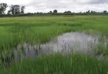 EMA Warns Land Developers Against Encroaching On Wetlands EMA Warns Land Developers Against Encroaching On Wetlands