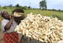 Grain Farmers Demand Full USD Payments Grain Farmers Demand Full USD Payments