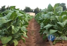 Zimbabwe’s 2025 Tobacco Marketing Season Opens Zimbabwe’s 2025 Tobacco Marketing Season Opens