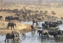 ZimParks Calls For Cancellation Of Sinamatella Mining Application To Protect Wildlife Habitat ZimParks Calls For Cancellation Of Sinamatella Mining Application To Protect Wildlife Habitat